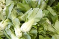Close up on pile of freshly picked Bok Choy on display at Farmers market