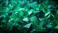 Close-up of a pile of green crystals