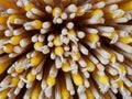 Close up of pile of incense stick and candle prepared for worship to Buddha in temple