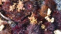 Close-up of a pile of live red sea urchin freshly caught from the sea.