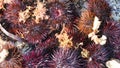 Close-up of a pile of live red sea urchin freshly caught from the sea.