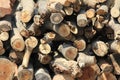 Close up of a pile of logs in a forest