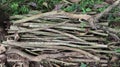 close-up of a pile of logs laying on the ground with natural light outdoors