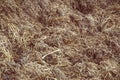 Close up of pile of manure in the countryside. Detail of heap of dung in field on the farm yard. Village background Royalty Free Stock Photo