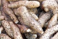 Close up on pile of Nagaimo Yams, also known as Chinese Yams