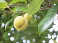 Close up of nutmeg fruits on a tree