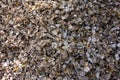 close up of a pile of oyster shells Royalty Free Stock Photo