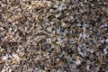 close up of a pile of oyster shells