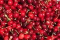 Close up of pile of ripe cherries