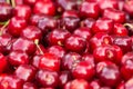 Close up of pile of ripe cherries with stalks. Large collection of fresh red cherries. Ripe cherries background Royalty Free Stock Photo