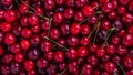 Close up of pile of ripe cherries with stalks. Large collection of fresh red cherries. Ripe cherries background Royalty Free Stock Photo