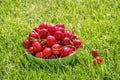 Close up of pile of ripe cherries with stalks and leaves. Large collection of fresh red cherries Royalty Free Stock Photo