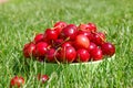 Close up of pile of ripe cherries with stalks and leaves. Large collection of fresh red cherries Royalty Free Stock Photo