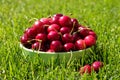 Close up of pile of ripe cherries with stalks and leaves. Large collection of fresh red cherries Royalty Free Stock Photo