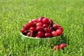 Close up of pile of ripe cherries with stalks and leaves. Large collection of fresh red cherries Royalty Free Stock Photo