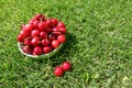 Close up of pile of ripe cherries with stalks and leaves. Large collection of fresh red cherries Royalty Free Stock Photo