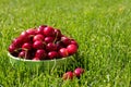 Close up of pile of ripe cherries with stalks and leaves. Large collection of fresh red cherries Royalty Free Stock Photo