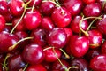 Close up of pile of ripe cherries with stalks and leaves. Large collection of fresh red cherries Royalty Free Stock Photo
