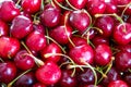 Close up of pile of ripe cherries with stalks and leaves. Large collection of fresh red cherries Royalty Free Stock Photo