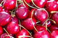 Close up of pile of ripe cherries with stalks and leaves. Large collection of fresh red cherries Royalty Free Stock Photo