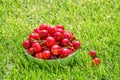 Close up of pile of ripe cherries with stalks and leaves. Large collection of fresh red cherries Royalty Free Stock Photo