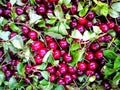 Close up of pile of ripe cherries with stalks and leaves. Large collection of fresh red cherries. Ripe cherries background Royalty Free Stock Photo