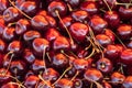 Close up of pile of ripe cherries with stalks and leaves. Large collection of fresh red cherries. Ripe cherries background Royalty Free Stock Photo