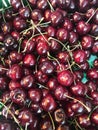 Close up of pile of ripe cherries with stalks and leaves. Large collection of fresh red cherries. Ripe cherries background Royalty Free Stock Photo