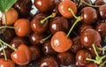 Close up of pile of ripe cherries with stalks and leaves. Large collection of fresh red cherries Royalty Free Stock Photo