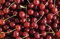 Close up of pile of ripe cherries with stalks and leaves. Large collection of fresh red cherries Royalty Free Stock Photo