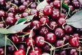 Close up of pile of ripe cherries with stalks and leaves. Large collection of fresh red cherries. Ripe cherries background Royalty Free Stock Photo