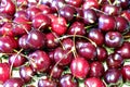 Close up of pile of ripe dark red cherries Royalty Free Stock Photo