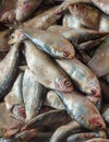 Close up of a pile of sardines in a market in Indonesia