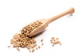 Close-up of pile of Spelt grains in a wooden spoon on white back