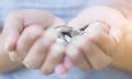 Close up a pile of Thai silver coins on woman hand, Female holding coins by two hands Royalty Free Stock Photo