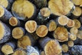 Detail of a pile of tree trunks recently cut down in a forest of Europe.