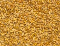 Close up of pile of wheat seeds isolated