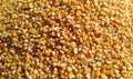 Yellow corn seed Royalty Free Stock Photo