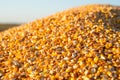 Close-up of a pile of yellow seed corn