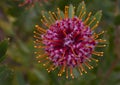 Pink Pin Cushion Protea Royalty Free Stock Photo