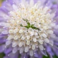 Close up of Pincushion Flower Royalty Free Stock Photo