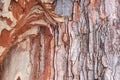 Pine bark