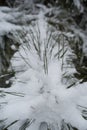 Closeup of pine branch covered with snow Royalty Free Stock Photo