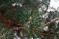 close up of a pine branch with a little snow Royalty Free Stock Photo