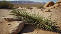 Desert Pine Branch on Rocks: Serene Nature Scene Royalty Free Stock Photo
