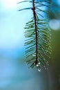 Close-up of a pine branch with water droplets hanging from the needles Royalty Free Stock Photo