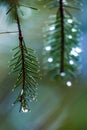 Close-up of a pine branch with water droplets hanging from the needles Royalty Free Stock Photo