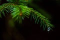 Close-up of a pine branch with water droplets hanging from the needles Royalty Free Stock Photo