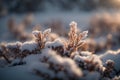 Close up of pine branches covered with hoarfrost in winter forest