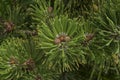 close-up: pine branches with tiny cones and strobili